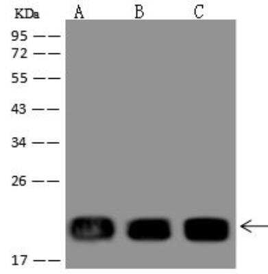 Western Blot NDUFB11 Antibody