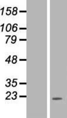 Western Blot NDUFB11 Overexpression Lysate