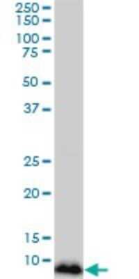 Western Blot: NDUFB3 Antibody (6C6) [H00004709-M01] - NDUFB3 monoclonal antibody (M01), clone 6C6. Analysis of NDUFB3 expression in A-431.