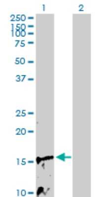 Western Blot: NDUFB3 Antibody [H00004709-D01P] - Analysis of NDUFB3 expression in transfected 293T cell line by NDUFB3 polyclonal antibody.Lane 1: NDUFB3 transfected lysate(11.40 KDa).Lane 2: Non-transfected lysate.