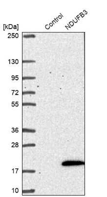 Western Blot: NDUFB3 Antibody [NBP1-88929] - Analysis in control (vector only transfected HEK293T lysate) and NDUFB3 over-expression lysate (Co-expressed with a C-terminal myc-DDK tag (3.1 kDa) in mammalian HEK293T cells).