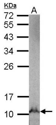 Western Blot: NDUFB3 Antibody [NBP2-19504] - Sample (50 ug of whole cell lysate) A: Mouse Lung, 15% SDS PAGE gel, diluted at 1:500.