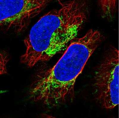 Immunocytochemistry/Immunofluorescence: NDUFB4 Antibody [NBP2-33626] - Staining of human cell line U-2 OS shows localization to nuclear membrane & mitochondria. Antibody staining is shown in green.