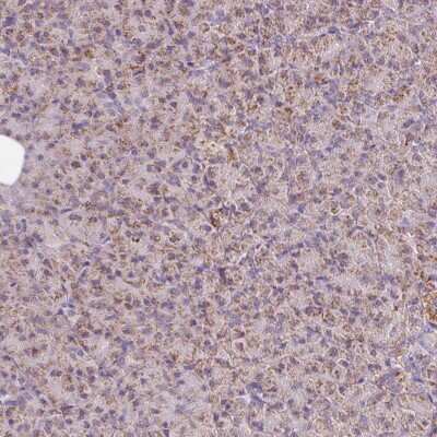 Immunohistochemistry-Paraffin: NDUFB4 Antibody [NBP2-33626] - Staining of human pancreas shows low expression as expected.