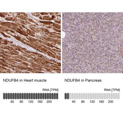 <b>Orthogonal Strategies Validation. </b>Immunohistochemistry-Paraffin: NDUFB4 Antibody [NBP2-33626] - Staining in human heart muscle and pancreas tissues using anti-NDUFB4 antibody. Corresponding NDUFB4 RNA-seq data are presented for the same tissues.