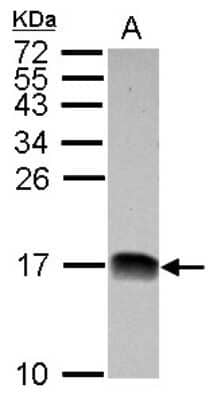 Western Blot: NDUFB4 Antibody [NBP2-15035] - Sample (30 ug of whole cell lysate) A: HepG2 15% SDS PAGE; antibody diluted at 1:1000.