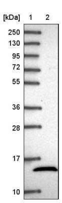 Western Blot: NDUFB4 Antibody [NBP2-33626] - Lane 1: Marker  [kDa] 250, 130, 95, 72, 55, 36, 28, 17, 10.  Lane 2: Human cell line RT-4