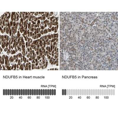 Immunohistochemistry-Paraffin NDUFB5 Antibody - BSA Free