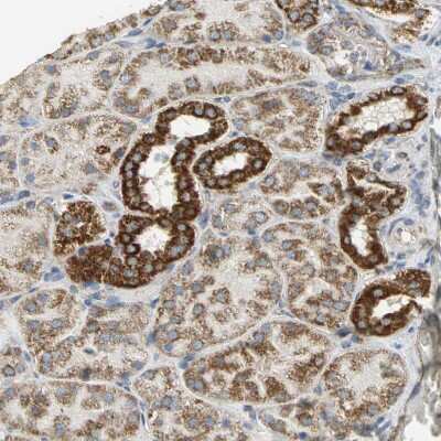Immunohistochemistry-Paraffin: NDUFB5 Antibody [NBP1-85607] - Staining of human kidney shows strong positivity in mitochondria in cells in tubules.