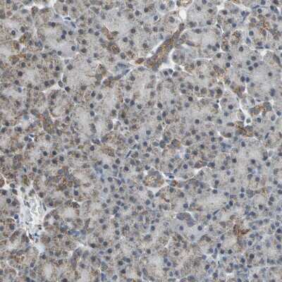Immunohistochemistry-Paraffin: NDUFB5 Antibody [NBP1-85607] - Staining of human pancreas shows weak positivity in mitochondria in exocrine glandular cells.