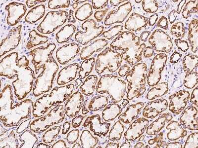 Immunohistochemistry-Paraffin: NDUFB5 Antibody [NBP2-97853] - Immunochemical staining of human NDUFB5 in human kidney with rabbit polyclonal antibody at 1:100 dilution, formalin-fixed paraffin embedded sections.