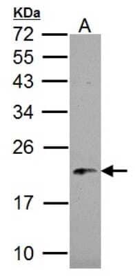 Western Blot NDUFB5 Antibody - BSA Free