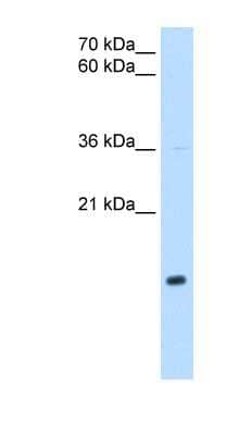 Western Blot NDUFB5 Antibody - BSA Free