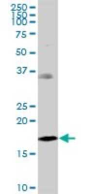 Western Blot: NDUFB7 Antibody [H00004713-B01P] - Analysis of NDUFB7 expression in K-562.
