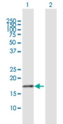 Western Blot: NDUFB7 Antibody [H00004713-B01P] - Analysis of NDUFB7 expression in transfected 293T cell line by NDUFB7 polyclonal antibody.  Lane 1: NDUFB7 transfected lysate(15.07 KDa). Lane 2: Non-transfected lysate.