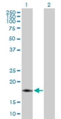 Western Blot: NDUFB7 Antibody [H00004713-D01P] - Analysis of NDUFB7 expression in transfected 293T cell line by NDUFB7 polyclonal antibody.Lane 1: NDUFB7 transfected lysate(16.40 KDa).Lane 2: Non-transfected lysate.