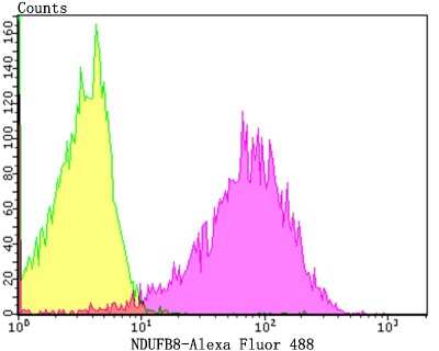 Flow Cytometry: NDUFB8 Antibody (JG61-36) [NBP2-75586] - Analysis of 293Tcells with NDUFB8 antibody at 1/100 dilution (yellow) compared with an unlabelled control (cells without incubation with primary antibody; purple).Alexa Fluor 488-conjugated goat anti-rabbit IgG was used as the secondary antibody.