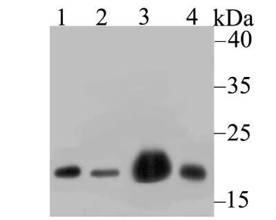 Western Blot: NDUFB8 Antibody (JG61-36) [NBP2-75586] - Analysis of NDUFB8 on different lysates using anti-NDUFB8 antibody at 1/1,000 dilution. Positive control: Lane 1: 293 Lane 2: A549 Lane 3: Mouse heart Lane 4: Rat spleen