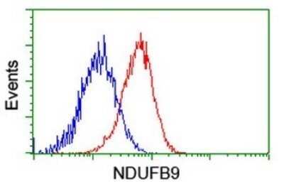 Flow Cytometry: NDUFB9 Antibody (OTI13H11) - Azide and BSA Free [NBP2-72919] - Analysis of Hela cells, using NDUFB9 antibody (Red), compared to a nonspecific negative control antibody (Blue).
