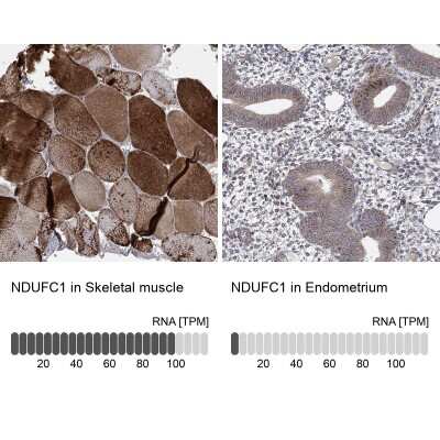 Immunohistochemistry-Paraffin NDUFC1 Antibody - BSA Free