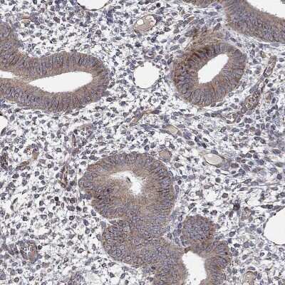 Immunohistochemistry-Paraffin NDUFC1 Antibody - BSA Free