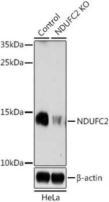 <b>Genetic Strategies Validation. </b>Knockout Validated: NDUFC2 Antibody [NBP3-02955] - Analysis of extracts from normal (control) and NDUFC2 knockout (KO) HeLa cells, using NDUFC2 antibody at 1:1000 dilution. Secondary antibody: HRP Goat Anti-Rabbit IgG (H+L) at 1:10000 dilution. Lysates/proteins: 25ug per lane. Blocking buffer: 3% nonfat  dry milk in TBST. Detection: ECL Enhanced Kit . Exposure time: 3min.