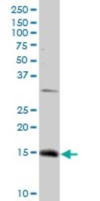 Western Blot: NDUFC2 Antibody [H00004718-D01P] - Analysis of NDUFC2 expression in HepG2.