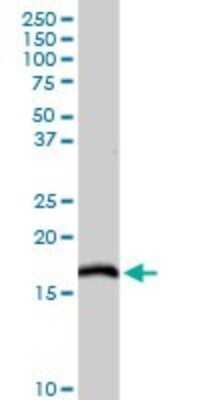 Western Blot: NDUFC2 Antibody [H00004718-D01P] - Analysis of NDUFC2 expression in mouse kidney.
