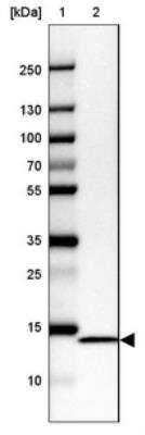 Western Blot: NDUFC2 Antibody [NBP1-88934] - Lane 1: Marker  [kDa] 250, 130, 100, 70, 55, 35, 25, 15, 10.  Lane 2: CACO-2