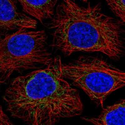 Immunocytochemistry/Immunofluorescence: NDUFS2 Antibody [NBP2-30413] - Staining of human cell line HeLa shows localization to mitochondria. Antibody staining is shown in green.