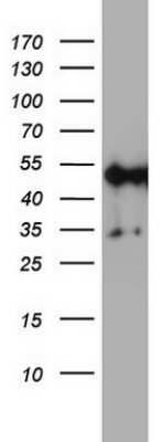 Western Blot: NDUFS2 Antibody (OTI1D5) - Azide and BSA Free [NBP2-72921] - Analysis of A549 cell lysate (35ug) by using NDUFS2 monoclonal antibody.