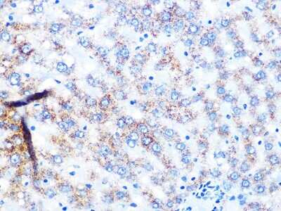 Immunohistochemistry-Paraffin: NDUFS3 Antibody (2R6F5) [NBP3-16287] - Immunohistochemistry of paraffin-embedded rat liver using NDUFS3 Rabbit mAb (NBP3-16287) at dilution of 1:100 (40x lens).Perform microwave antigen retrieval with 10 mM PBS buffer pH 7.2 before commencing with IHC staining protocol.