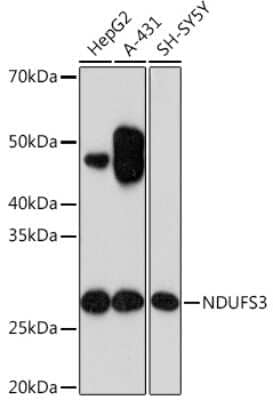 Western Blot: NDUFS3 Antibody (2R6F5) [NBP3-16287] - Western blot analysis of extracts of various cell lines, using NDUFS3 Rabbit mAb (NBP3-16287) at 1:1000 dilution. Secondary antibody: HRP Goat Anti-Rabbit IgG (H+L) at 1:10000 dilution. Lysates/proteins: 25ug per lane. Blocking buffer: 3% nonfat dry milk in TBST. Detection: ECL Basic Kit. Exposure time: 90s.
