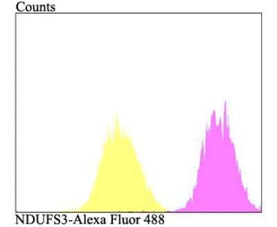 Flow Cytometry: NDUFS3 Antibody [NBP2-76953] - Flow cytometric analysis of MCF-7 cells with NDUFS3 antibody at 1/100 dilution (fuchsia) compared with an unlabelled control (cells without incubation with primary antibody; yellow). Alexa Fluor 488-conjugated goat anti-rabbit IgG was used as the secondary antibody.