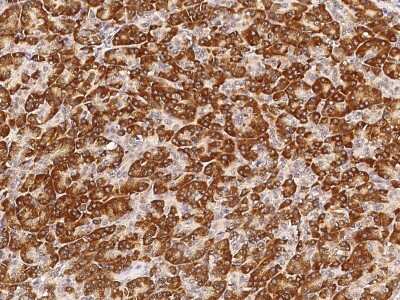 Immunohistochemistry-Paraffin: NDUFS3 Antibody [NBP2-99071] - Immunochemical staining of human NDUFS3 in human pancreas with rabbit polyclonal antibody (1:300, formalin-fixed paraffin embedded sections).