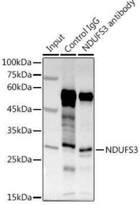 Immunoprecipitation: NDUFS3 Antibody [NBP3-03700] - Analysis of 600ug extracts of Mouse kidney using 3ug NDUFS3 antibody . Western blot was performed from the immunoprecipitate using NDUFS3 antibody at a dilition of 1:1000.