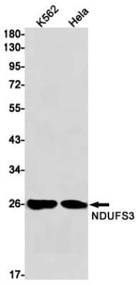 Western Blot: NDUFS3 Antibody (S06-4H2) [NBP3-19711] - Western blot detection of NDUFS3 in K562, Hela cell lysates using NBP3-19711 (1:1000 diluted). Predicted band size: 30kDa. Observed band size: 26kDa.