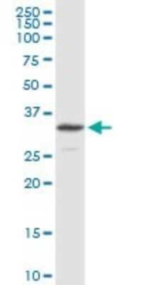 Western Blot: NDUFS3 Antibody [H00004722-D01P] - Analysis of NDUFS3 expression in HepG2.