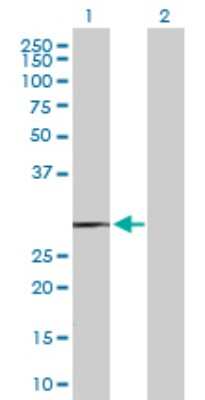 Western Blot: NDUFS3 Antibody [H00004722-D01P] - Analysis of NDUFS3 expression in transfected 293T cell line by NDUFS3 polyclonal antibody.Lane 1: NDUFS3 transfected lysate(30.20 KDa).Lane 2: Non-transfected lysate.