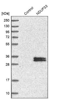 Western Blot NDUFS3 Antibody - BSA Free
