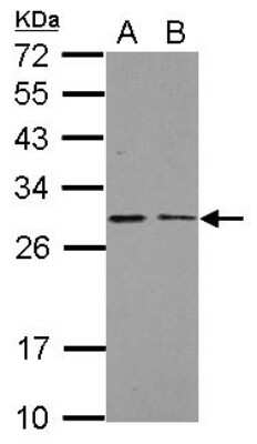 Western Blot: NDUFS3 Antibody [NBP2-19505] - Sample (30 ug of whole cell lysate) A: THP-1 B: HL-60 12% SDS PAGE gel, diluted at 1:1000.