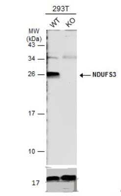 Western Blot: NDUFS3 Antibody [NBP2-19505] - Wild-type (WT) and NDUFS3 knockout (KO) 293T cell extracts (30 ug) were separated by 12% SDS-PAGE, and the membrane was blotted with NDUFS3 antibody diluted at 1:1000. The HRP-conjugated anti-rabbit IgG antibody (NBP2-19301) was used to detect the primary antibody.