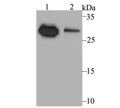 Western Blot: NDUFS3 Antibody [NBP2-76953] - Western blot analysis of NDUFS3 on different cell lysates using anti-NDUFS3 antibody at 1/500 dilution.Positive control:Lane1: LOVOLane2: MCF-7