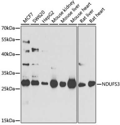 Western Blot: NDUFS3 Antibody [NBP3-03700] - Analysis of extracts of various cell lines, using NDUFS3 antibody at 1:1000 dilution. Secondary antibody: HRP Goat Anti-Rabbit IgG (H+L) at 1:10000 dilution. Lysates/proteins: 25ug per lane. Blocking buffer: 3% nonfat dry milk in TBST. Detection: ECL Basic Kit.