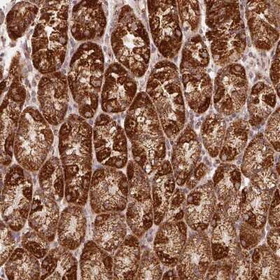 Immunohistochemistry: NDUFS6 Antibody [NBP2-39020] - Staining of human stomach shows strong granular cytoplasmic positivity in glandular cells.