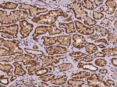 Immunohistochemistry: NDUFS6 Antibody [NBP3-06007] - Immunochemical staining of human NDUFS6 in human kidney with rabbit polyclonal antibody at 1:100 dilution, formalin-fixed paraffin embedded sections.