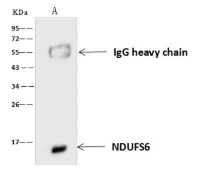 Immunoprecipitation: NDUFS6 Antibody [NBP3-06007] - NDUFS6 was immunoprecipitated using: Lane A:0.5 mg HepG2 Whole Cell Lysate 4 uL anti-NDUFS6 rabbit polyclonal antibody and 60 ug of Immunomagnetic beads Protein AG. Primary antibody: Anti-NDUFS6 rabbit polyclonal antibody,at 1:100 dilution Secondary antibody:Goat Anti-Rabbit IgG (H+L)HRP  at 110000 dilution Developed using the ECL technique. Performed under reducing conditions. Predicted band size: 13 kDa Observed band size : 13 kDa