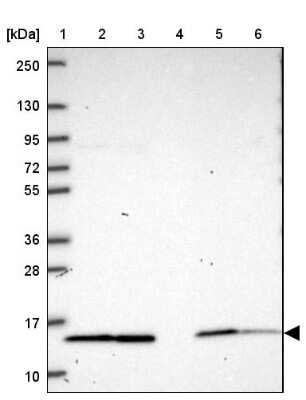 Western Blot NDUFS6 Antibody - BSA Free