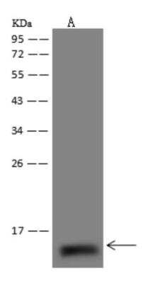 Western Blot NDUFS6 Antibody - BSA Free
