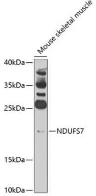 Western Blot: NDUFS7 Antibody [NBP3-05010] - Analysis of extracts of mouse skeletal muscle, using NDUFS7 antibody at 1:1000 dilution. Secondary antibody: HRP Goat Anti-Rabbit IgG (H+L) at 1:10000 dilution. Lysates/proteins: 25ug per lane. Blocking buffer: 3% nonfat dry milk in TBST.